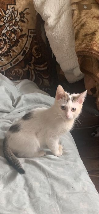 Отдаем котенка в добрые руки