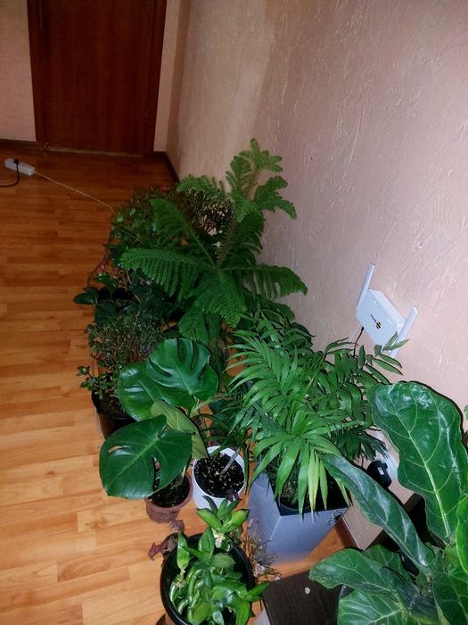 Продам срочно цветы Комнатные