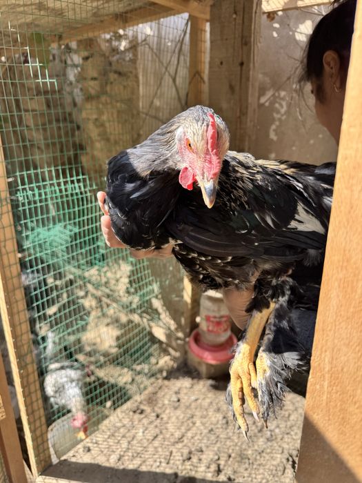 Брама хурозлар - хашаки товуклари сотилади