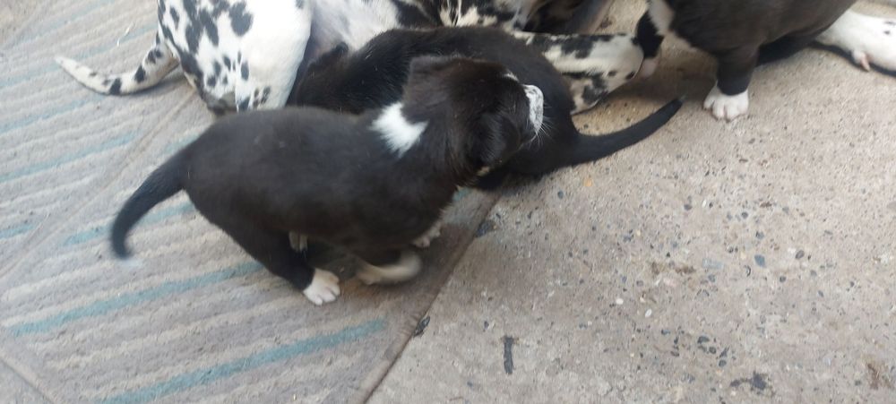 Продаются щенки !