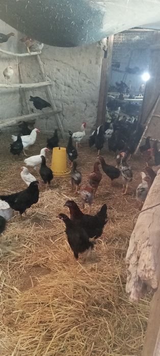 Товук ва хурозлар