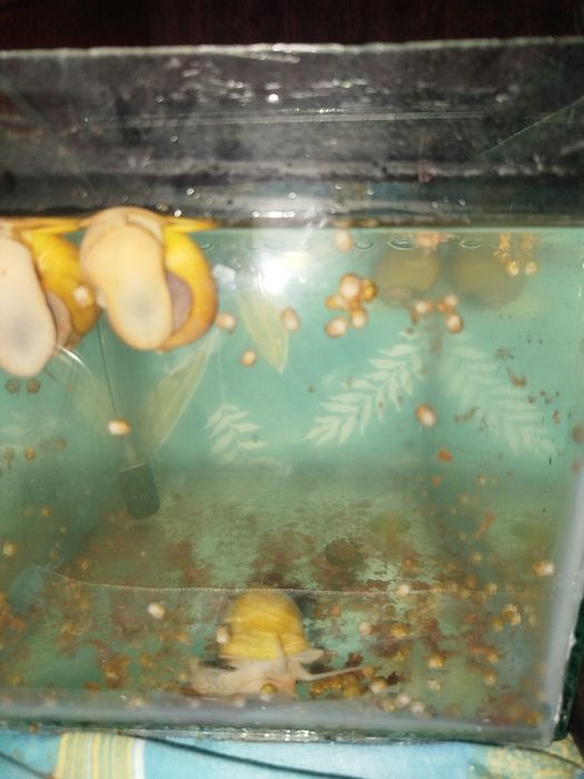 Продаются улитки ампулярий