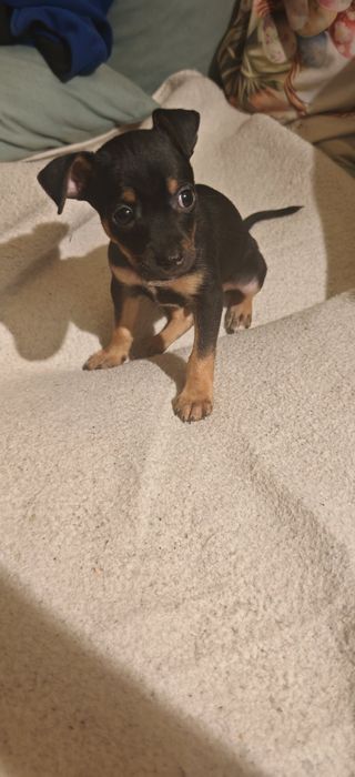 Пинчери момчета , двама засега