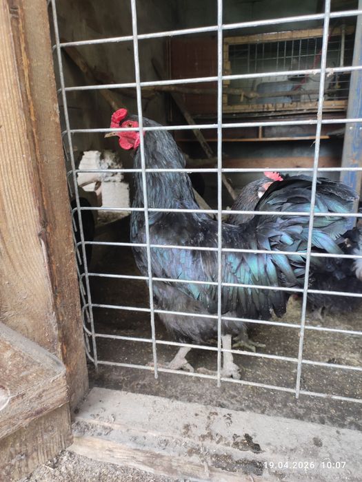 Продам или обменяю петухов