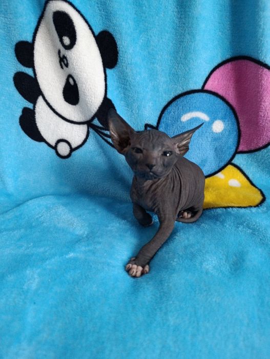 Котята Сфинкс продаю