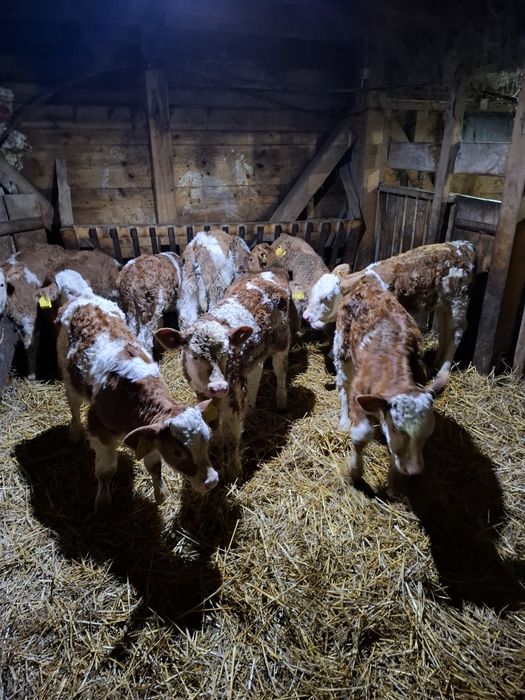 Vând viței și vitele sugari