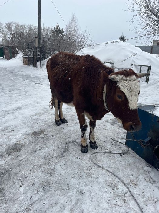 Продаю молочную корову