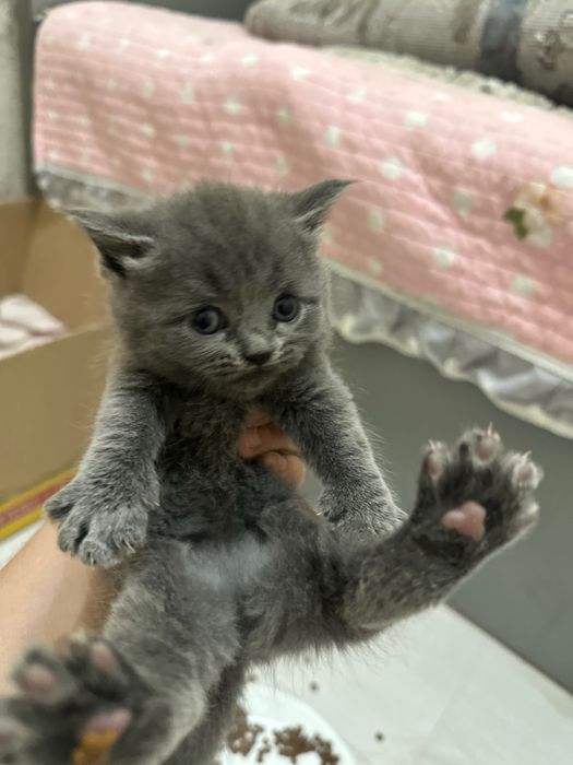 котята пародистой