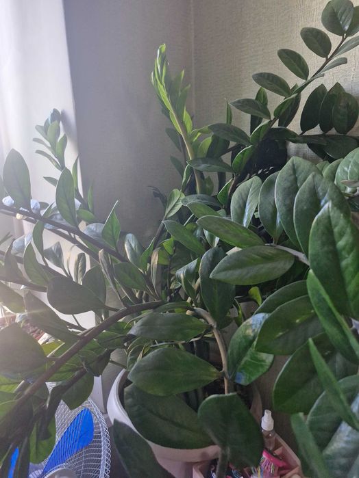 Продам комнатные цветы