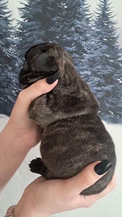 Французский бульдог девочка