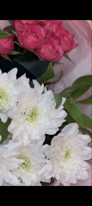 Белый хризантема Цветы свежие