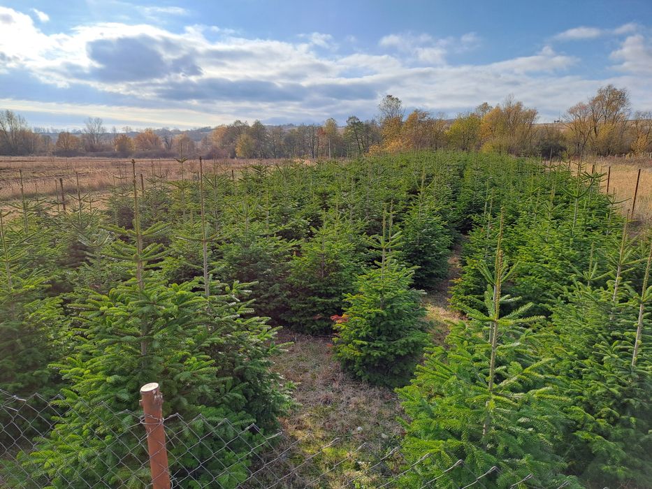 Brazi   Craciun   ABIES Nordmanniana