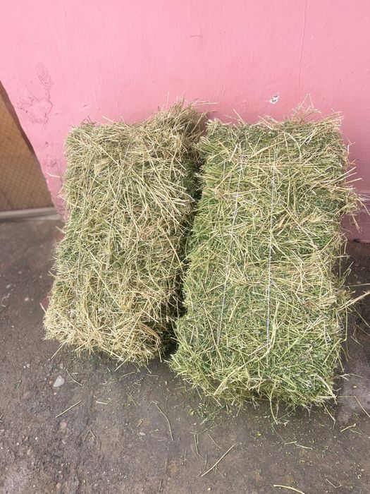 Таза жоңышқа пресс бар