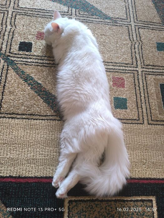 Вязка для нашего Кота