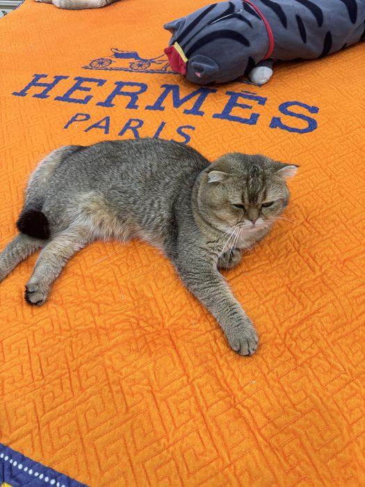 Вязка залатистый британский шиншилла