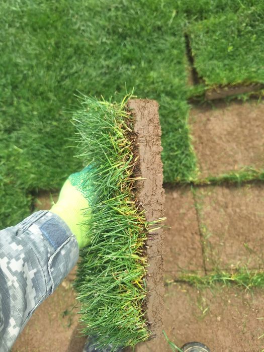 Рулонный газон живой спортивный от питомника