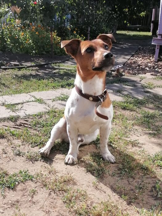 Джек Рассел кобель вязка