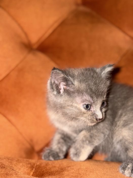 Отдам котёнка в добрые руки