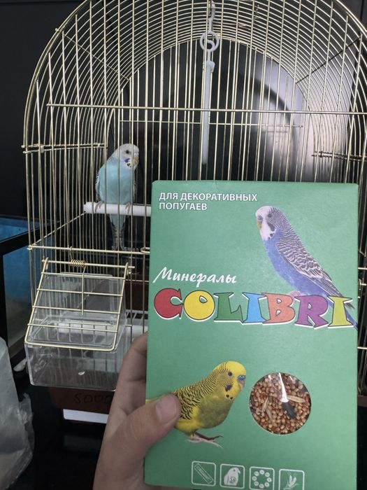 Продам попугай девочка