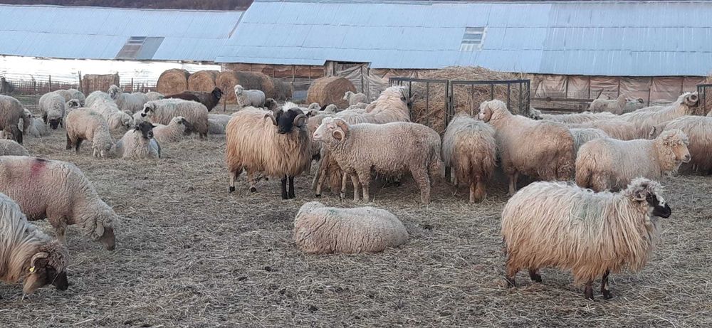 Berbeci breji originali