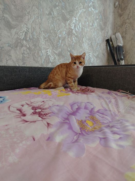 Отдам Кошку, бесплатно