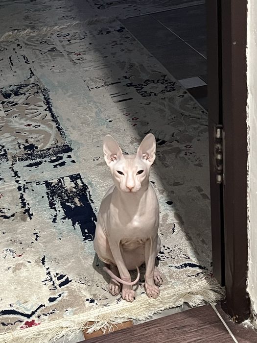 Донский сфинкс спаривание