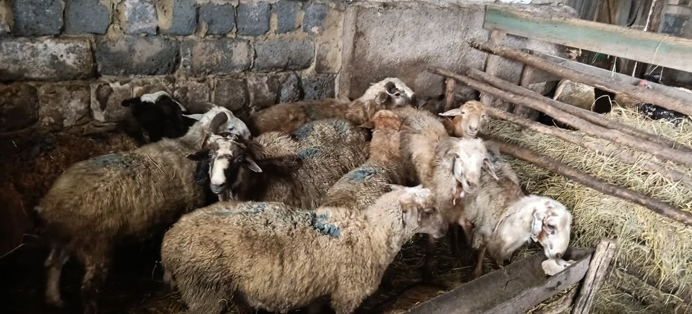 Продам Кошкаров (20 голов)