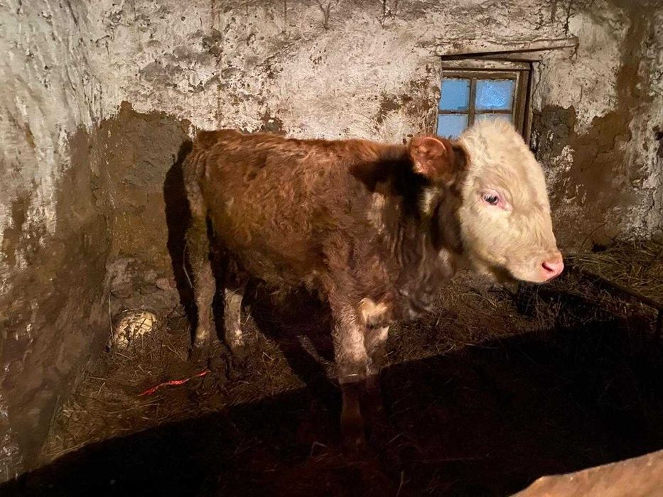 Бык 1 Год. Ест хорошо