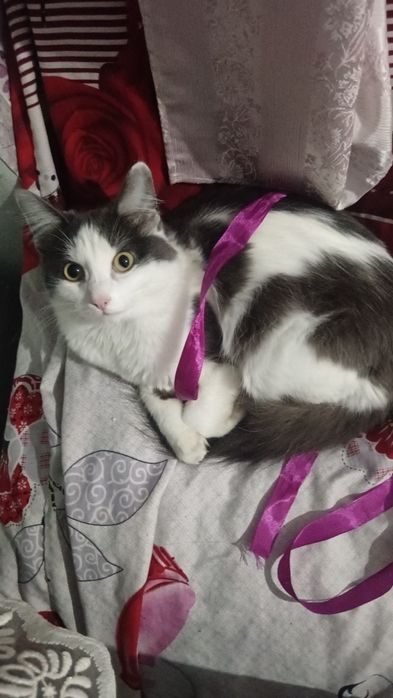 Отдам кота 10 месяцев