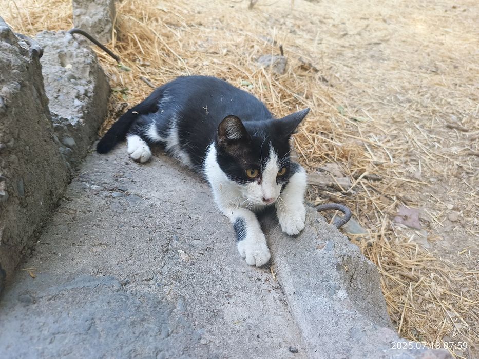 Кот Феликс для дома или квартиры