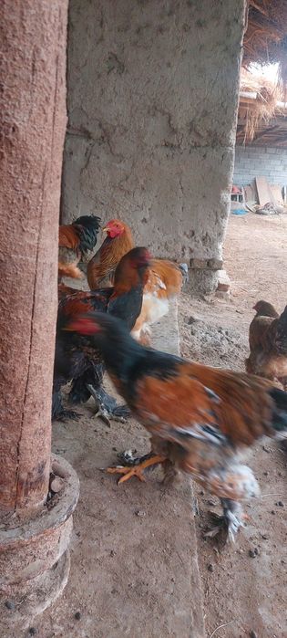 Буровой хурозлор 200 минг