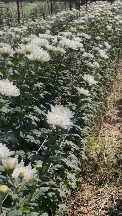 Xrizantema shtuchniy kochatiga zakaz olamiz beliy medved sarq xrustal