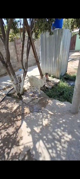 Орыс теке лак сатылады