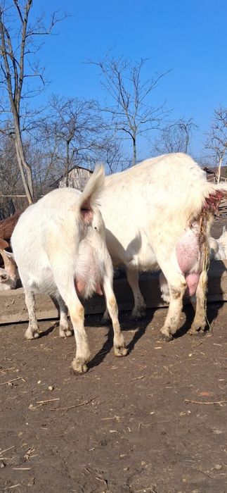 Capre de vanzare sannen