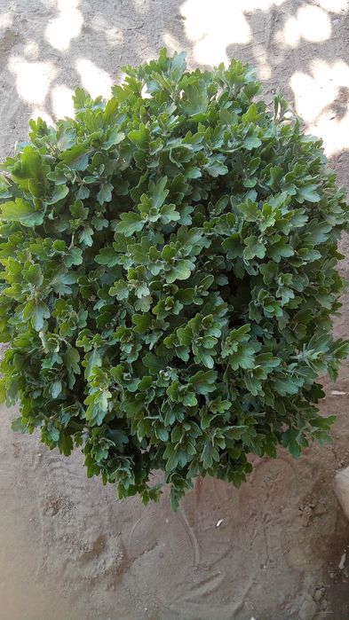 Хризантема шаровидная