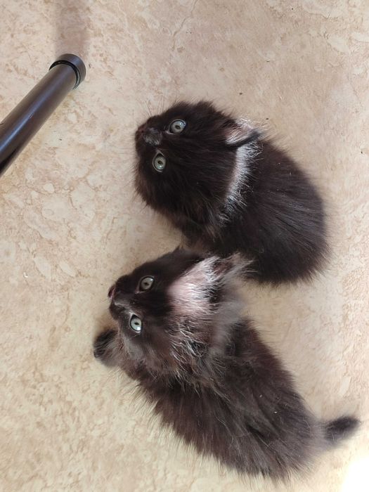 Котята, британцы