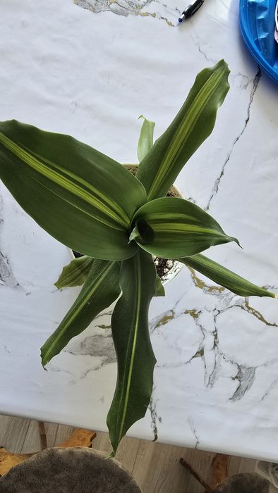 Драцена адаптирован