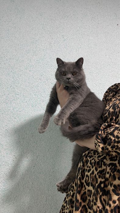 vyaska sotilmidi optniy skotish strayt