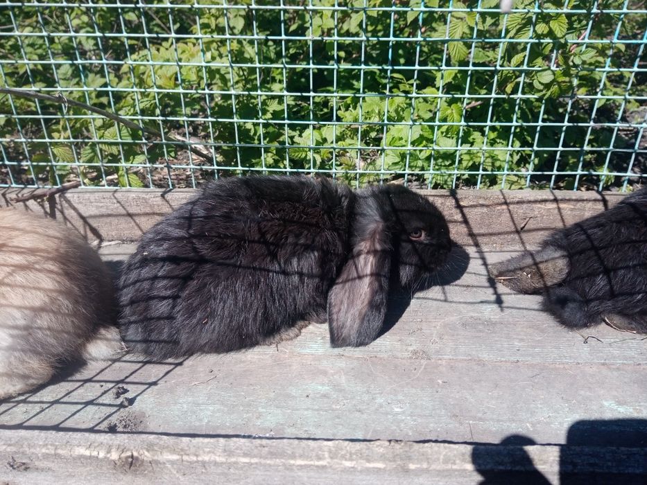 Кролики французский баран