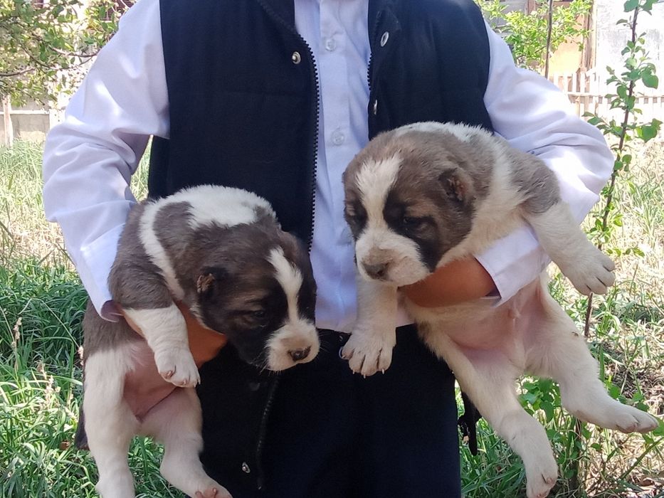 Алабай күшіктер сатылады