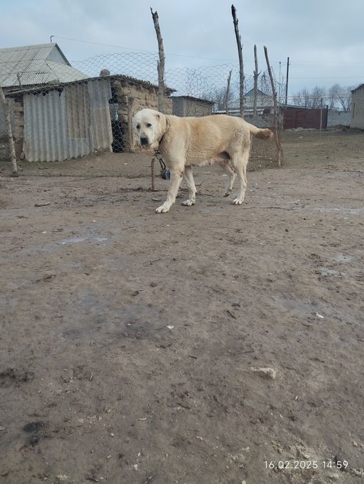 Сатылады тобет ұрғашы