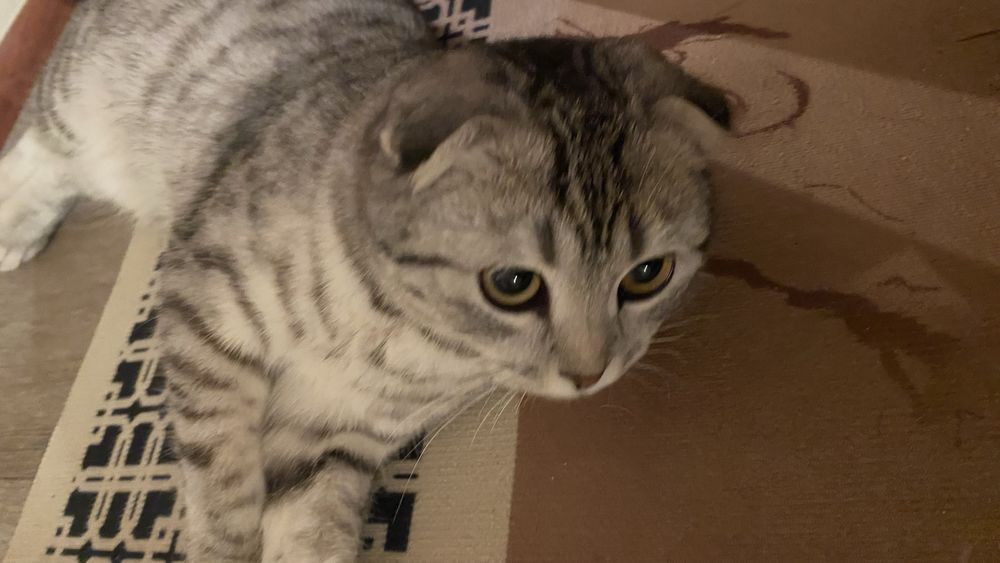 Котёнок шотлаский