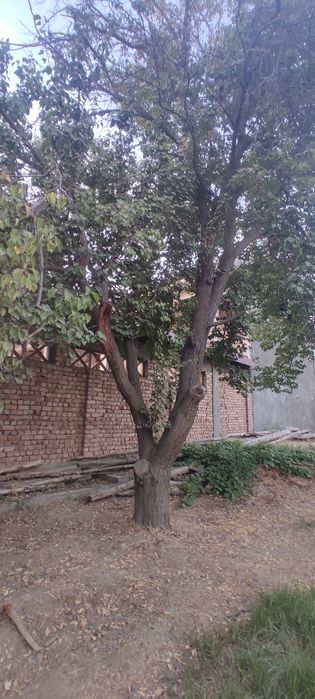 Ўрик дарахти сотилади