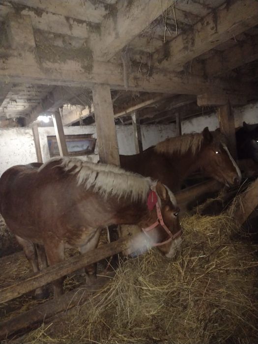 Cai de vanzare , manze gestante