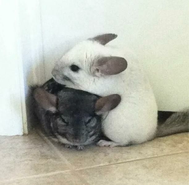 Продам семью шиншилл