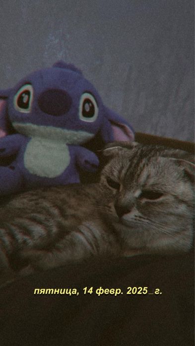 Кошка и кот бесплатно