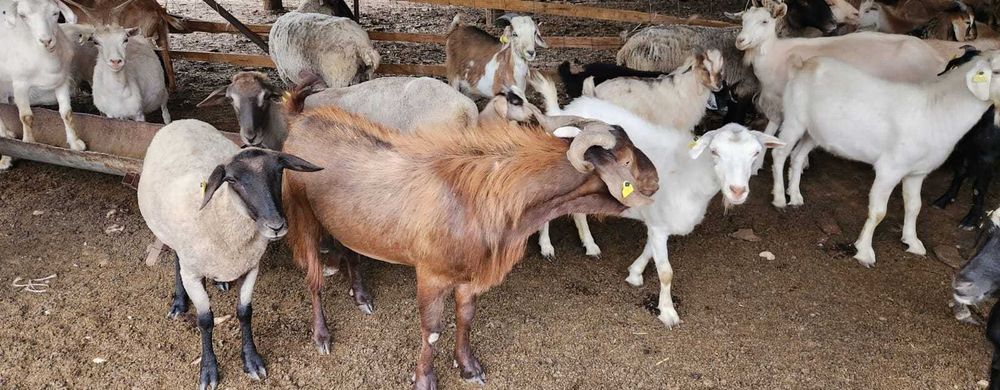 Козел Битал на разведение