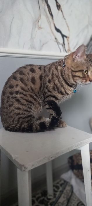 Vyaskaga qiz muwuklarni uchrawuvga taklif qiladi