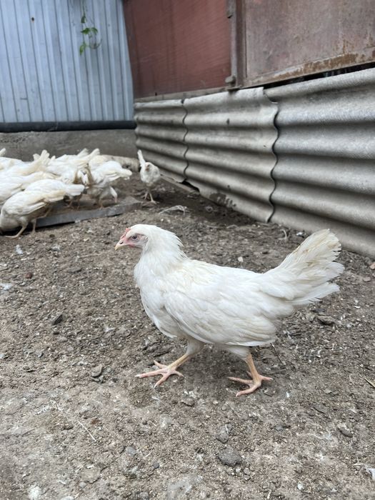 Продам несушки легорны