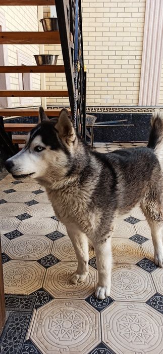 Чистокровная 100% хаски без примесей,обученная ,выполняет все команды